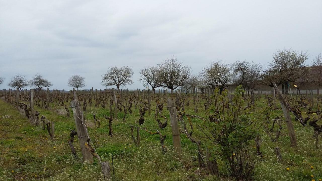 La Chagnelotte Διαμέρισμα Farges-les-Chalon Εξωτερικό φωτογραφία